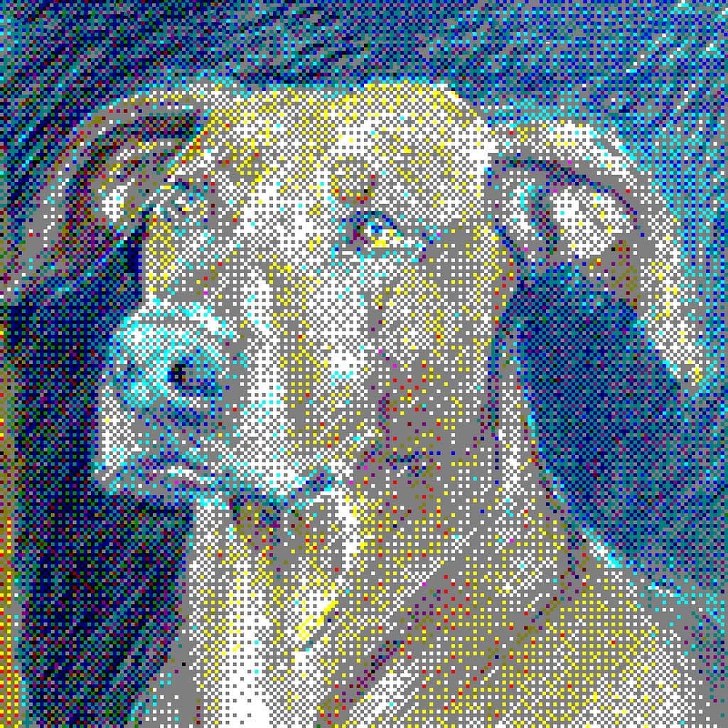 Pongo
